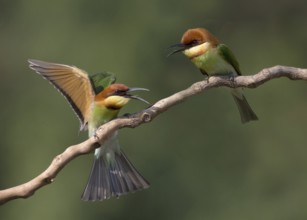 Chestnut-headed Bee-eater (Merops leschenaulti) disputing, perched on a branch, Penang, Malaysia