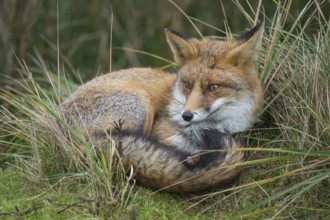 Red Fox (Vulpes vulpes) adult resting in grassland, Netherlands
