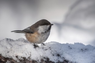 Grey-headed Chickadee (Poecile cinctus), Finnmark, Norway