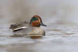 Eurasian Teal (Anas crecca) male, Bavaria, Germany