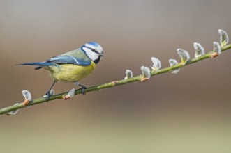 Eurasian Blue Tit (Cyanistes caeruleus) perched in flowering willow tree, Aosta Valley, Italy