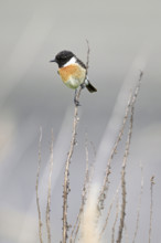 Stonechat (Saxicola rubicola), male sitting on a branch, Lake Neusiedl National Park, Seewinkel,