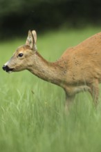 European roe deer (Capreolus capreolus) plagued by flies in the meadow, Allgäu, Bavaria, Germany