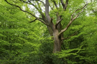 Spring in the Baumweg jungle, Emstek, Lower Saxony, Germany