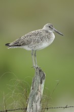Willet (Tringa semipalmata), Texas, USA