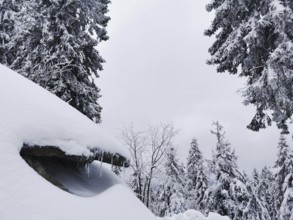 Winter landscape with snow-covered trees, large rocks and grey skies in natural surroundings,