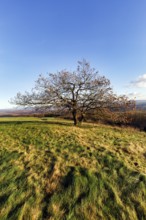 Oak (Quercus) with autumn-coloured leaves, solitary oak on a mountain top, Köterberg, Lügde,