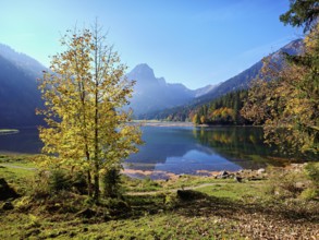 Autumn-coloured sycamore maple (Acer pseudo plantanus), at Obersee, Näfels, Canton Glarus,