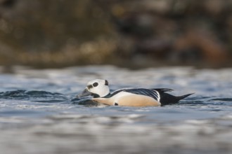 Steller's Eider (Polysticta stelleri) male, Varanger, Norway