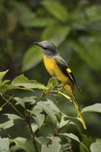Grey-chinned Minivet (Pericrocotus solaris) female perched on a branch, Fujian, China