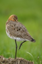 Black-tailed Godwit (Limosa limosa), Netherlands