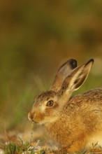 European brown hare (Lepus europaeus) juvenile leveret feeding in grassland in summer, England,