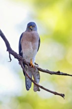 Schikra, Schikrasperber, (Accipiter badius), goshawk family, Brufut woods, Brufut, South Bank,