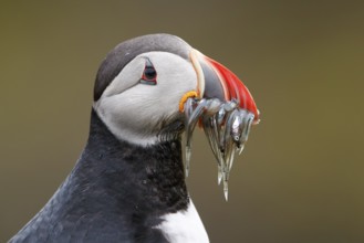 Atlantic Puffin (Fratercula arctica) with sandeels in its beak, Grimsey, Iceland