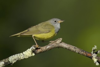 Connecticut Warbler (Oporornis agilis), Wisconsin, USA
