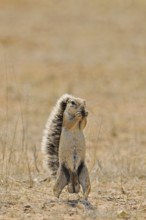 Male Cape Ground Squirrel (Xerus Inauris) eating, Etosha National Park, Namibia