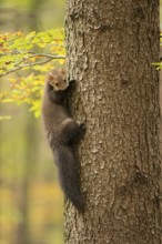 Beech Marten (Martes foina) climbing in tree, North Rhine-Westphalia, Germany