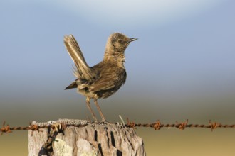Brown Songlark (Megalurus cruralis) male perched on a barbed wire fence, Victoria, Australia