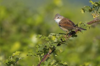 Common whitethroat (Sylvia communis), Fauvette grisette, Curruca Zarcera, Songbird, Shrub Wren,
