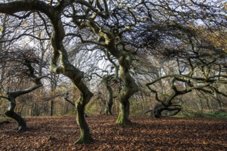 Süntelbuchen (Fagus sylvatica), cripple beeches, Hexenwald, Semper Forest Park, near Lietzow,