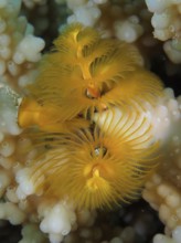 Christmas tree worm (Spirobranchus giganteus)