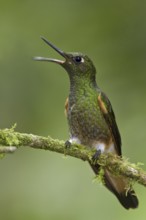 Buff-tailed Coronet (Boissonneaua flavescens) singing, Ecuador