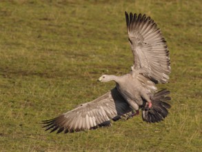 Cape Barren Goose (Cereopsis novaehollandiae) flying, Tasmania, Australia