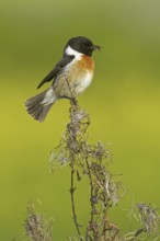 European Stonechat (Saxicola rubicola) male, Rhineland-Palatinate, Germany