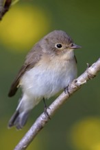Little Flycatcher, rare songbird, (Ficedula parva), Europe, Germany, Heligoland Island, genus of