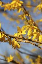 Flowering forsythia (Forsythia), North Rhine-Westphalia, Germany