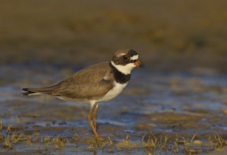 Canada, Manitoba, breeding adult, June