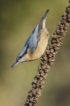 Eurasian Nuthatch (Sitta europaea), perched on a branch, Galicia, Spain