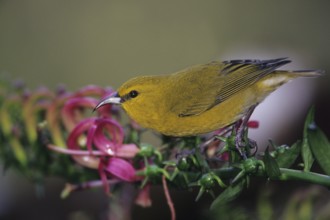 Kauai Amakihi, Hemignathus kauaiensis, Hawaiian Honeycreeper