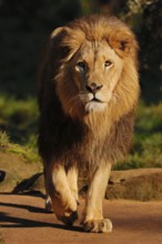 African lion (Pathera leo), male, captive, occurrence in Africa