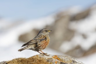 Alpine Accentor (Prunella collaris), Valais, Switzerland
