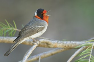 Red-faced Warbler (Cardellina rubrifrons) perched on a branch in southern Arizona, USA