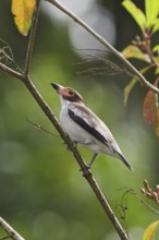 Masked Tityra (Tityra semifasciata) male, Costa Rica