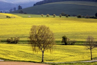 Landscape near Uslar, district of Northeim, Weser Uplands, southern Lower Saxony, Germany
