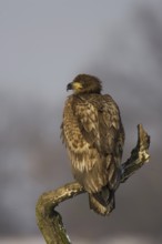 White-tailed Eagle (Haliaeetus albicilla) juvenile, Mecklenburg-Western Pomerania, Germany