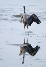 Crane (Grus grus) standing with open wings in the shallow water zone of a lake, reflection in the