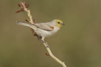 Verdin (Auriparus flaviceps), California, USA