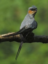 Crested Treeswift (Hemiprocne coronata) male, Maharashtra, India
