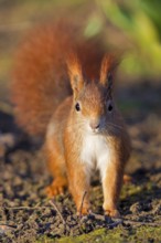 Squirrels, (Sciurus vulgaris), animals, mammals, tree squirrels, squirrel family, foraging,