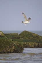 European Herring Gull (Larus argentatus) juvenile flying, Netherlands