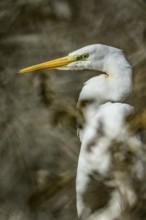 Great White Egret (Ardea alba), portrait, bushes, Lower Austria