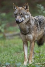 Wolf (Canis lupus) stands in a clearing in the forest and looks attentively, Germany