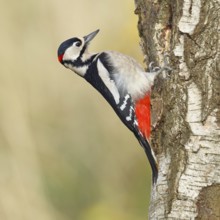 Great spotted woodpecker (Dendrocopus major), male, foraging on the trunk of a common birch (Betula