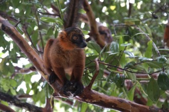 Lemur, Madagascar, Red Vari, Varecia Ruba, National Park, Madagascar