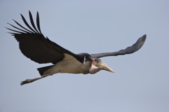Marabou Stork (Leptoptilos crumenifer) flying, Semuliki National Park, Uganda