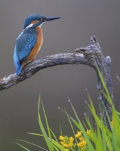 Common kingfisher (Alcedo atthis) Indicator for clean watercourses, juvenile bird, habitat, flying